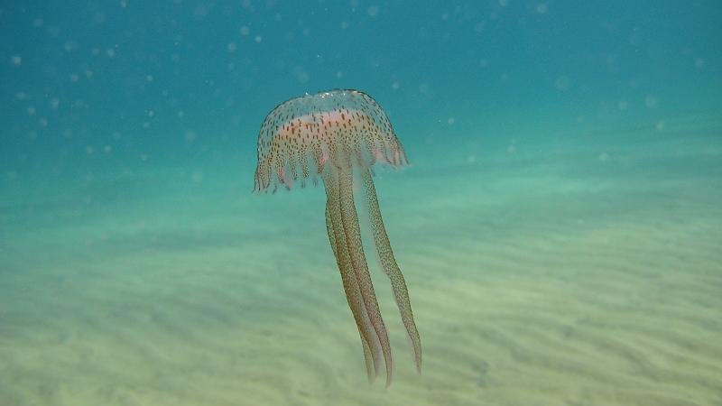 zeh-giglio-08 (18).jpg